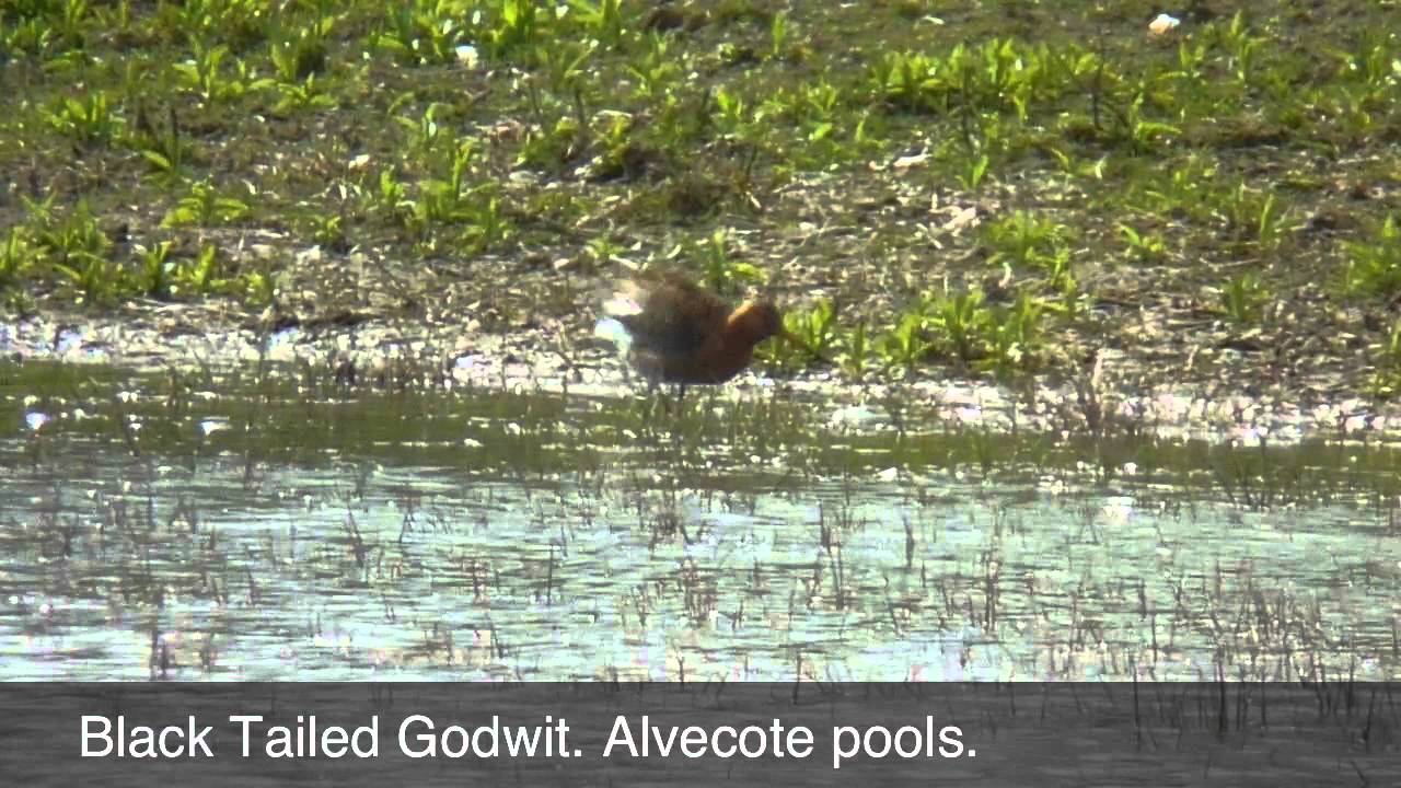 Black tailed Godwit 