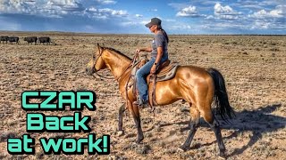CZAR goes to work! | BIG PLANS for Yeezy | Jasper's GIFTS