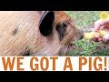 WHAT WE LEARNED HAVING A PIG AS A HOUSE PET FOR THE DAY | MEG + FIN