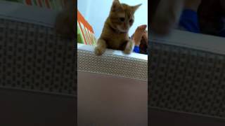Kedi değil aslan mübarek :D