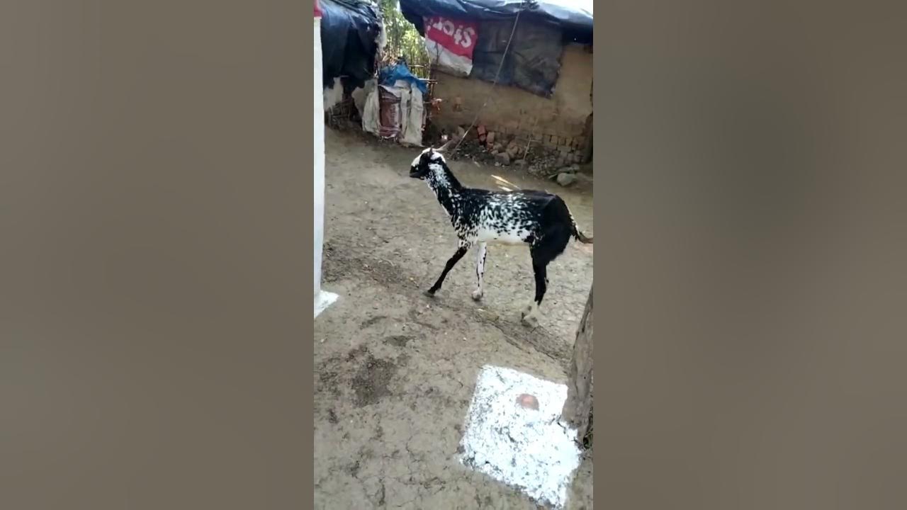 POLIOENCEPHALOMACIA IN GOAT OR SHEEP VITAMIN B1 DEFICIENCY THIAMINE