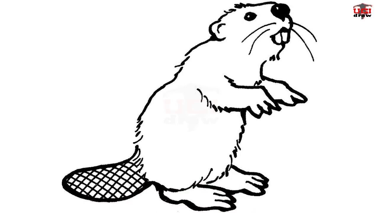 Beaver Drawing