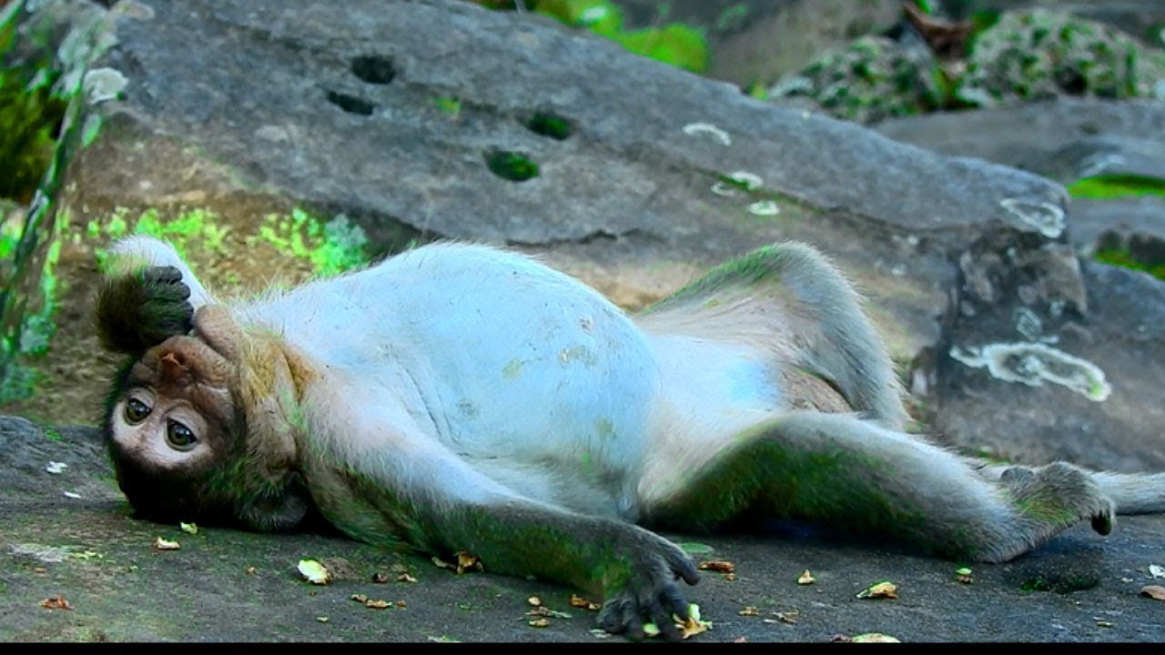 Recently Sweetpea Not So Active and Funny | Coz SweetPea Hurt His Leg  Hard To Walk