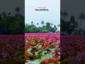 2025 Aambal Season Started In Malarikkal Kottayam Kerala Kerala Mountain Pirates 2025 Aambal Season Started In Malarikkal Kottayam Kerala Kerala Mountain Pirates
