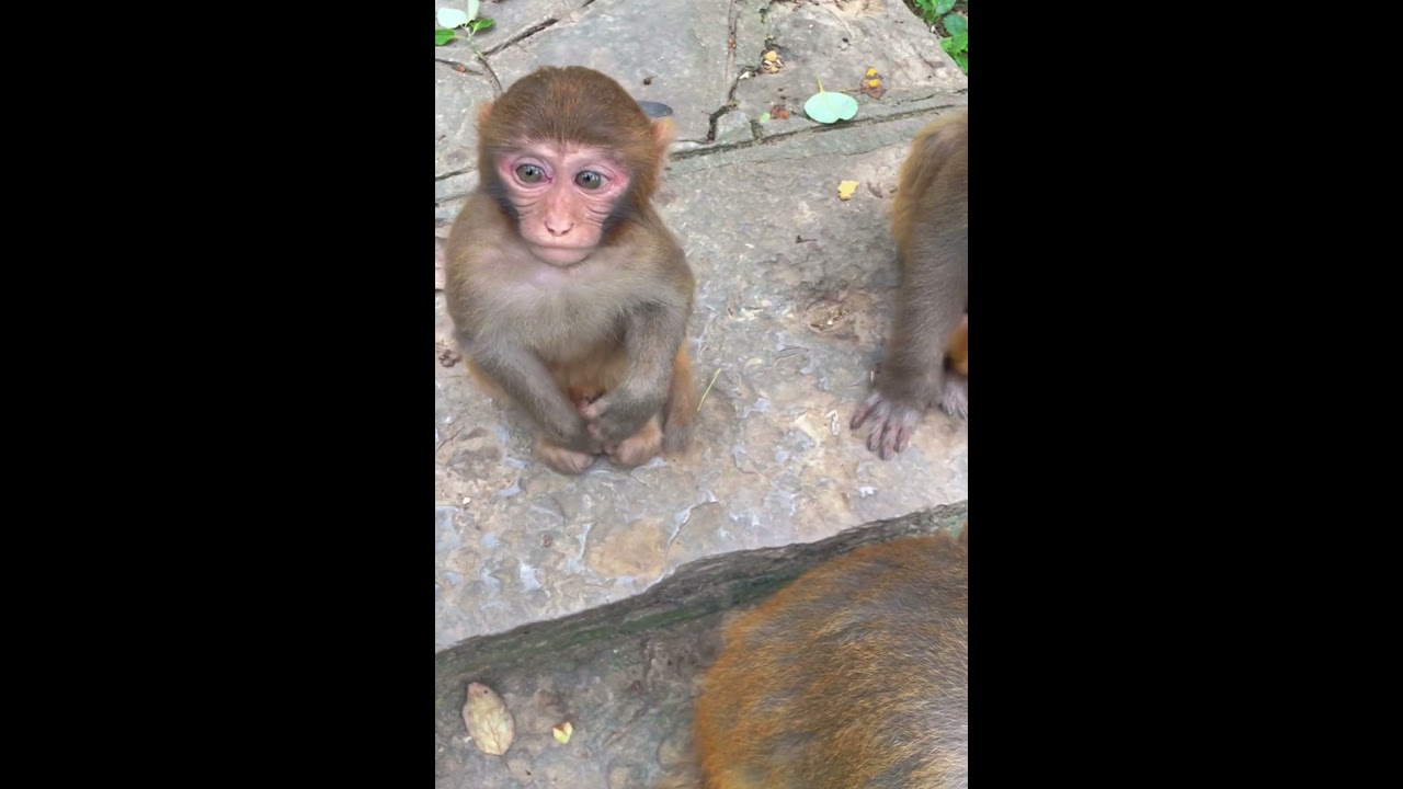 Daily Life Monkeys - Monkey Zoo