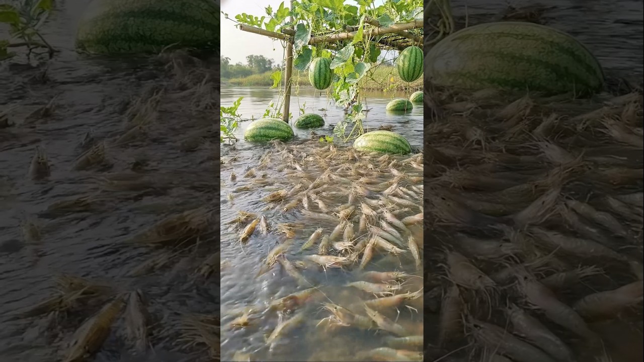 Wow! Amazing Polo Fishing Videos ! Best Big Fish Catching ! Primitive Technique fishing 