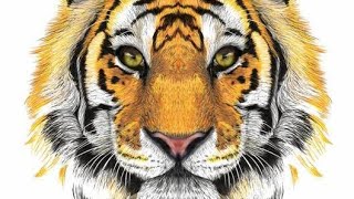 Tigers for Kids: Learn All About Tigers - FreeSchool || kidzons
