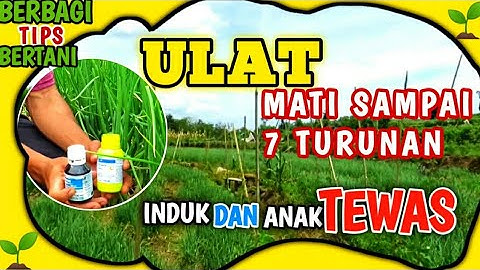 TERBUKTI 95% AMPUH INSEKTISIDA PEMBASMI AMPUH ULAT GRAYAK BAWANG MERAH SAMPAI KE INDUK NYA LANGSUNG