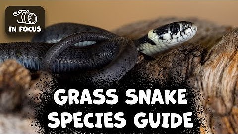 GRASS SNAKE What Should You Know?