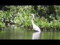 Great Blue Heron attacked by Red-winged Black Bird in HD