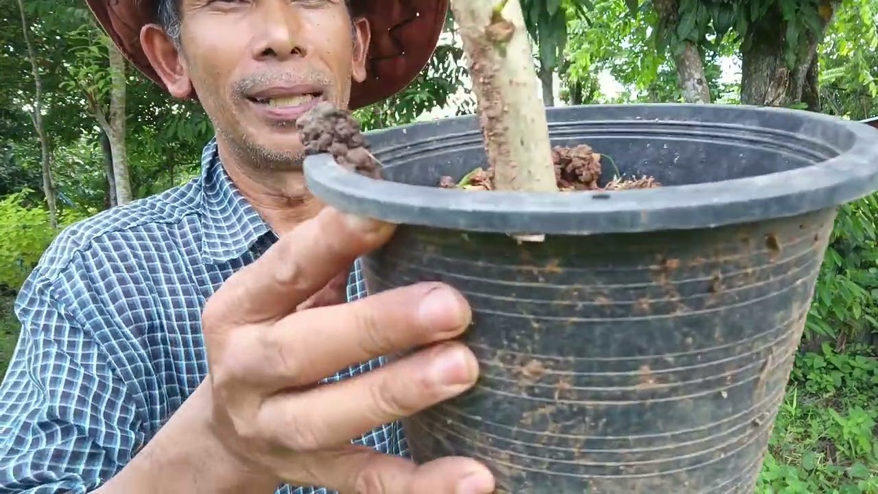 อยากปลูกต้นทองหลาง ผมขอแนะนำอย่างนี้