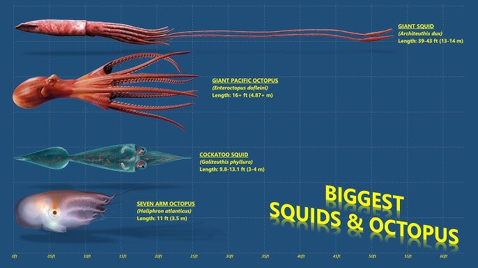 Colossal Squid Vs Giant Squid