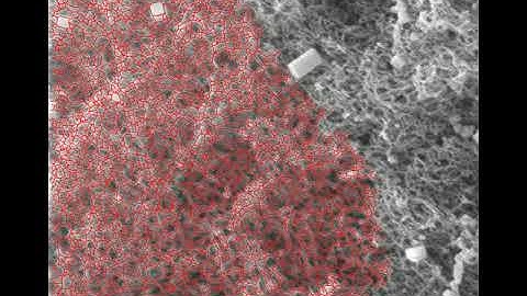 Automated actin fiber tracing in a SEM image of the actin cortex of a RPE1 Cell