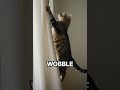 Peak feline chaos #cats #funnyanimals #viral