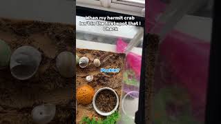 When my hermit crab isn’t in the first spot I check. (B) #hermitcrab #care #love #pets #funny When my hermit crab isn’t in the first spot I check. (B) #hermitcrab #care #love #pets #funny