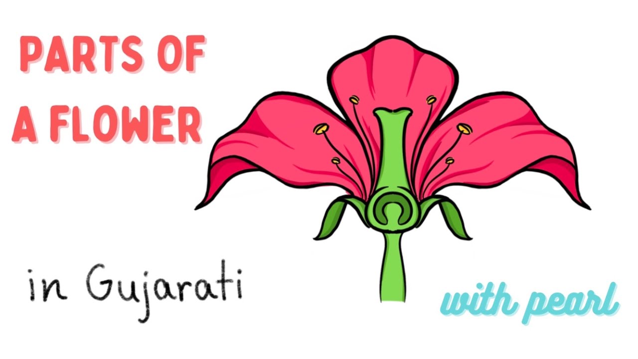 Parts of a Flower in Gujarati YouTube