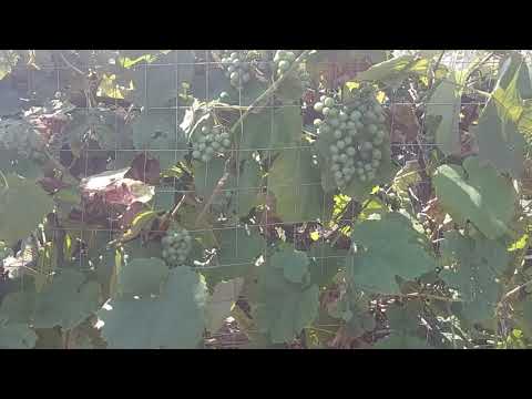 Video: Grape Echter Mehltau Kontrolle - Wie man Echten Mehltau an Weinreben behandelt