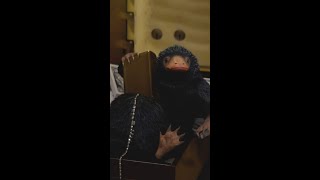 Newt Catches Teddy The Niffler