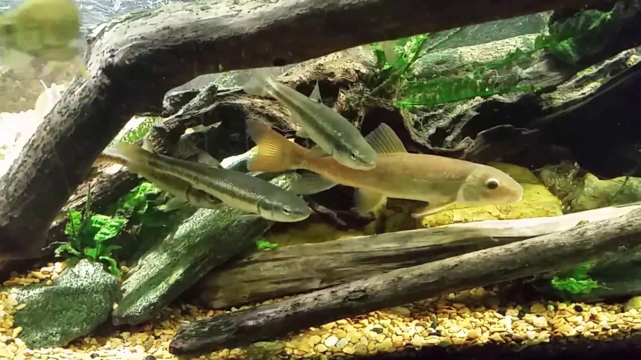 aquarium sucker fish