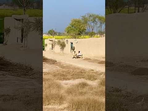 Peaceful Village Life #villagelifestyle  #shorts