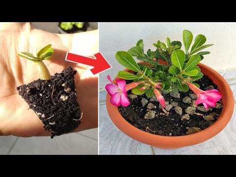 Video: Cómo Cultivar Adenium
