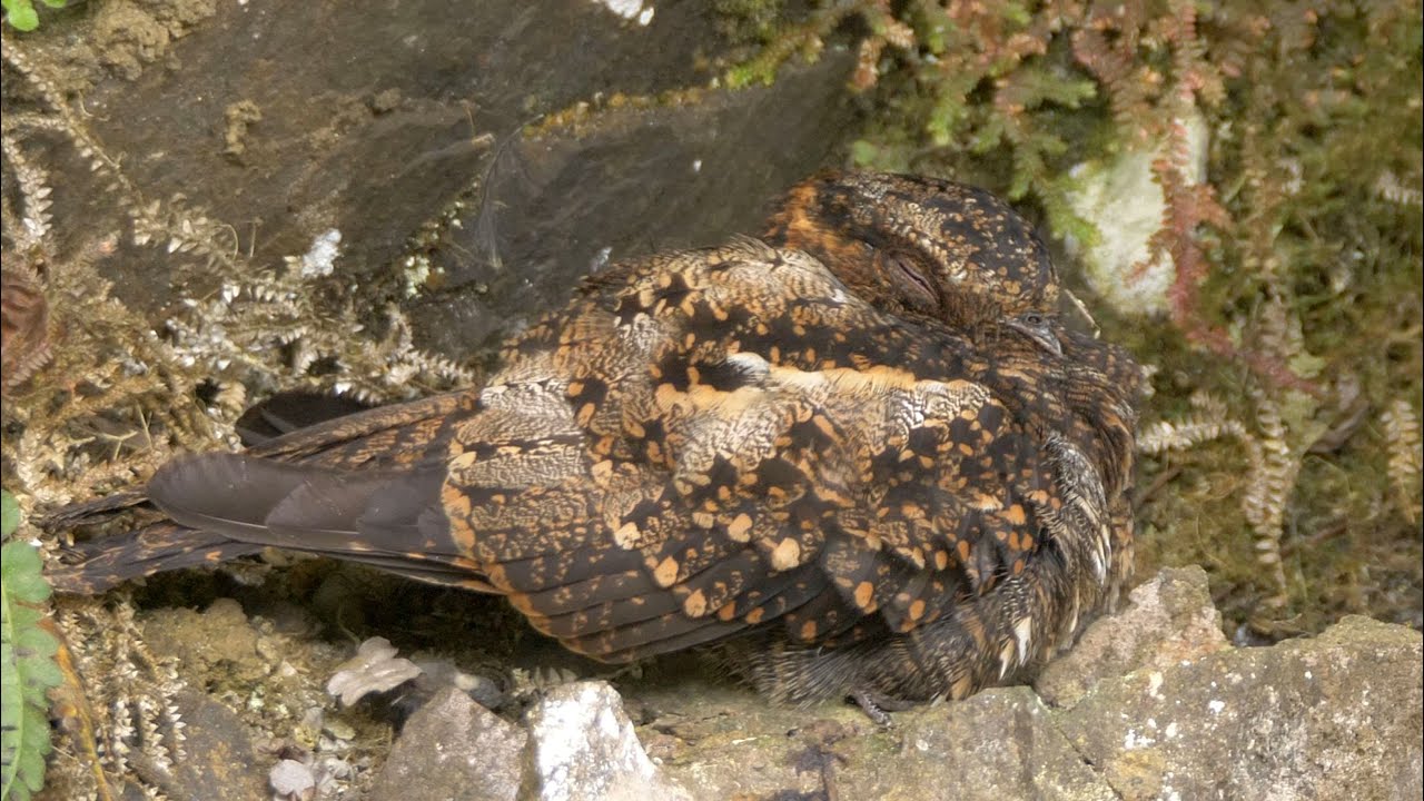 Lyre-tailed Nightjar and its Song Lyre-tailed Nightjar and its Song