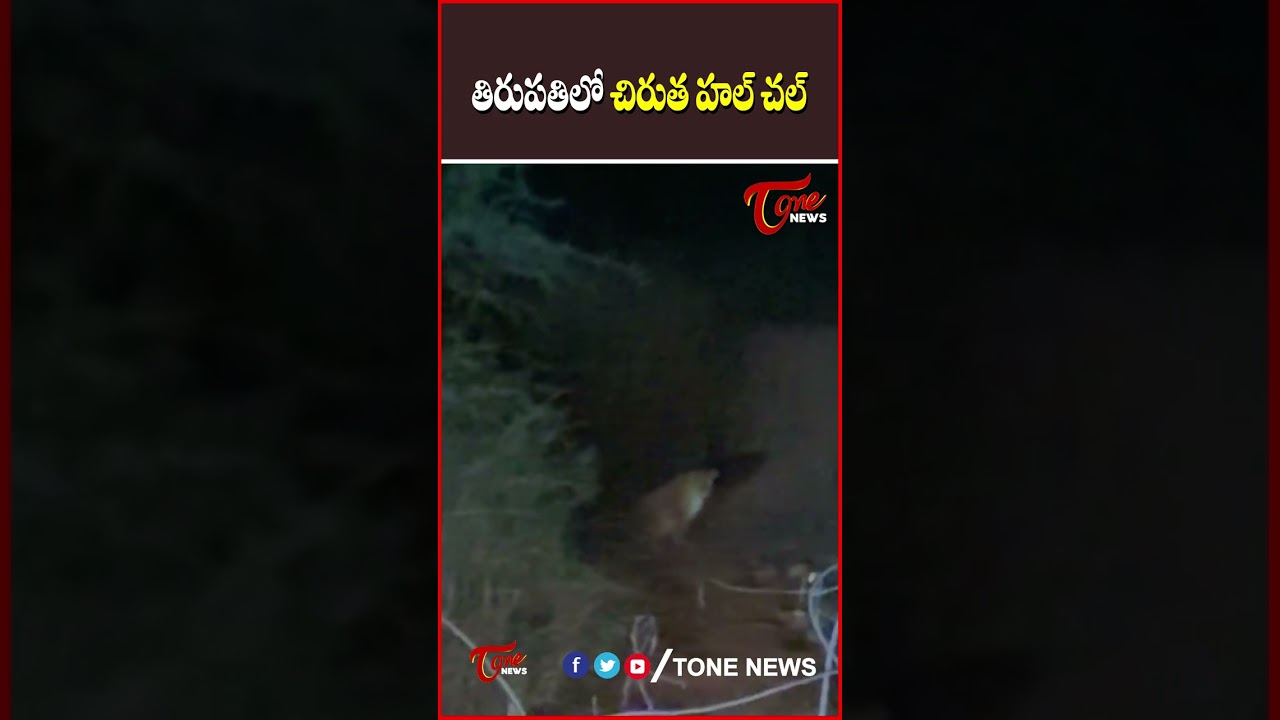 Leopard Spotted in Tirupati 