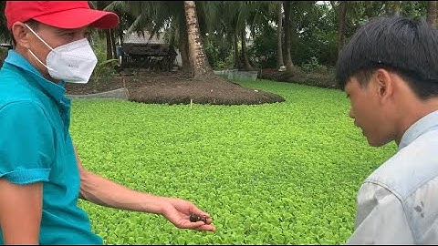 Giao Ốc Bươu Đen Giống Cho Khách Hàng Ở Gò Công Tây-Tiền Giang | Liệt Vlog