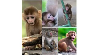monkey baby funny climb tree fast two mother monkeys try to hold monkey baby #youtubevideos #videos.