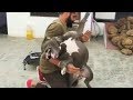 Pitbulls VS Man In Punjab Latest video 2019