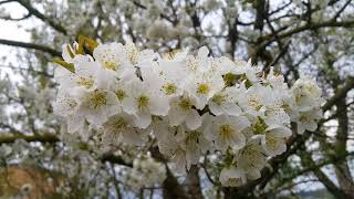 Bursa Hasköy Tarihi Taşlı Dere Köprüsü Leylekler Ve Bahar Çiçekleri Resimi