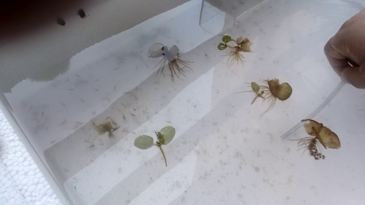 How to clean your guppy fry tank easy YouTube