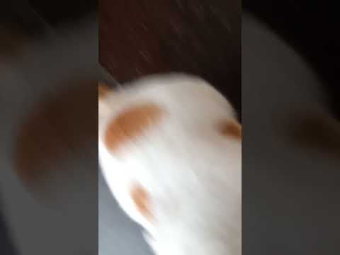 cat very lucking