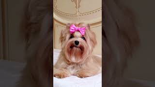 Girl sold 💛  #dog #puppy #goldast #goldastyorkie #yorkie #yorkshire #kennel_biewerdorf_brunnen