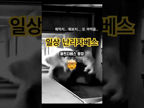 일상 난리자베스...매일 이러면서 삽니다