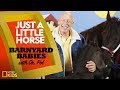 Friesian Horses and Their Behavior