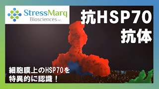 細胞表面のHSP70を認識できる新しい抗HSP70抗体のご紹介動画