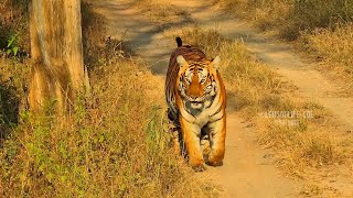 Tiger Sighting at Bandipur Tiger Reserve | JLR Safari 2023 #tiger #wildlife #safari  #forest