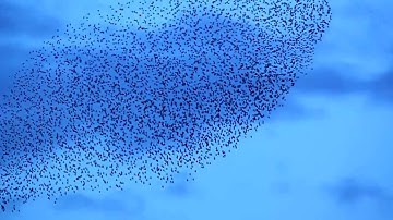 Hawk attacks Starling Murmuration / Swarm over fields.