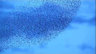 Hawk attacks Starling Murmuration / Swarm over fields.