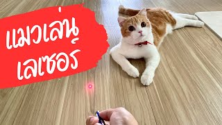 แมวสก็อตติชโฟลด์ เล่นเลเซอร์ ของเล่นแมว | Cat vs Laser [ Scottish Fold Cat ~ แมวสก็อตติชโฟลด์ ]