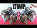 CUTEST THING YOU'LL SEE TODAY 8 Week Old GWP PUPPIES の動画、YouTube動画。
