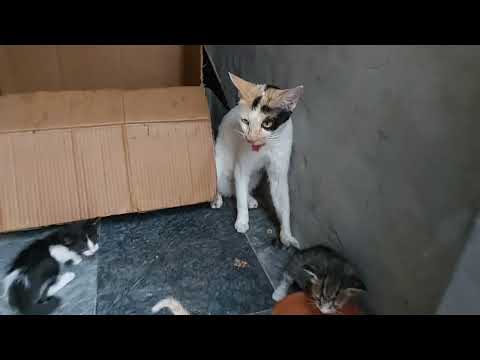 Adorable Kittens Fighting With Heat Protecting Theirself 