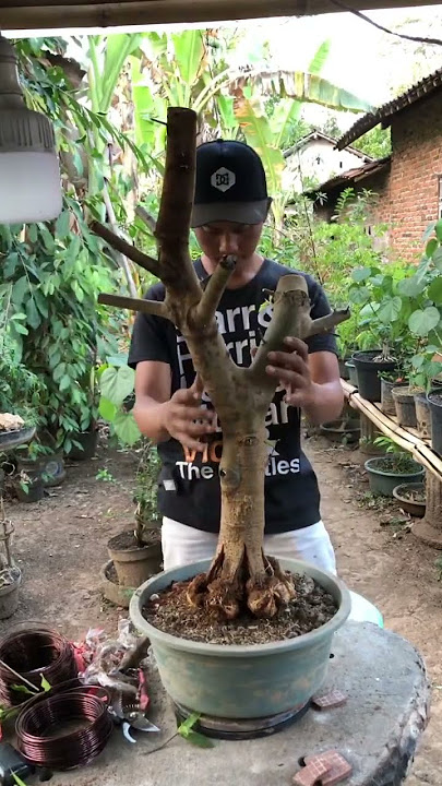 Part 2 . Loa cangkok   pecah batang #shortvideo #bonsaiindonesia #bonsai #shortsviral #viral #fyp
