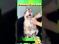 The cute pet embarks on a new cleansing journey.#relaxation #pets #comfort #asmr #dog