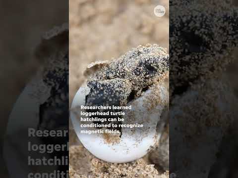 Sea turtles follow magnetic clues #Shorts