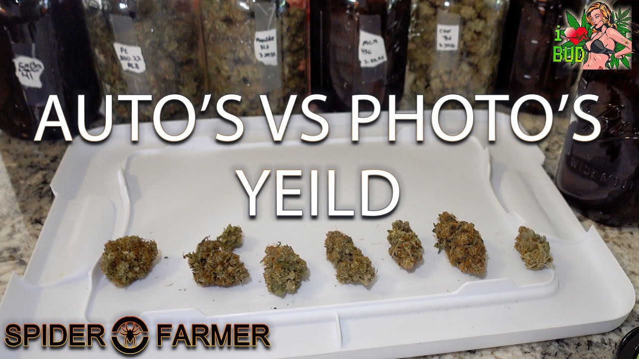 ETHO'S GENETICS PHOTO'S VS 420FASTBUDS AUTO'S YEILD & WEIGHT