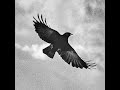 Chapter Sixteen - Jaime 2 - A Feast for Crows | A Song of Ice and Fire (ASOIAF)
