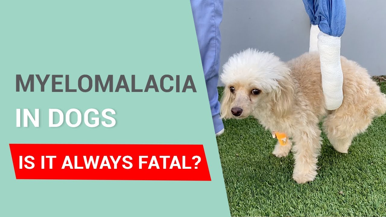 Is Ivdd In Dogs Fatal