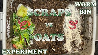 Which Will Attract More Red Wiggler Compost Worms? + Mite Time Lapse | Vemicompost Worm Farm